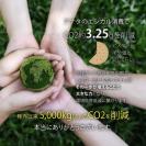 【和紙+コンポス】朝顔と鳥