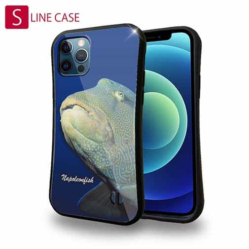 【S-LINE】水中　ナポレオンフィッシュ