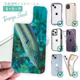 【デザインシート】熱帯魚　No.8　キュウセンベラ