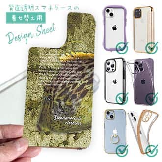 【デザインシート】カワハギ