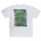 【Tシャツ】サンゴ　#6