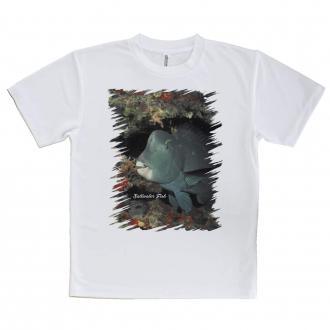 【Tシャツ】熱帯魚　No.7　アオブダイ