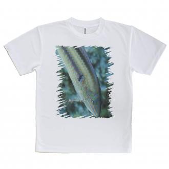 【Tシャツ】熱帯魚　No.8　キュウセンベラ