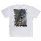 【Tシャツ】イサキ