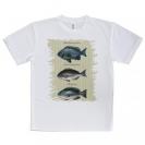 【Tシャツ】メジナの仲間