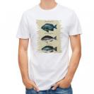 【Tシャツ】メジナの仲間