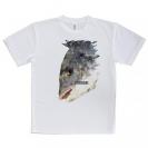 【Tシャツ】チヌ(クロダイ)　ポリコン・デザイン