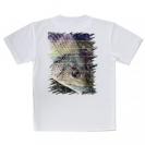 【Tシャツ】チヌ(クロダイ)　12カラーズ