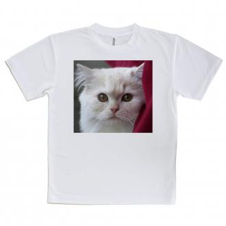 【Tシャツ】猫のアップ