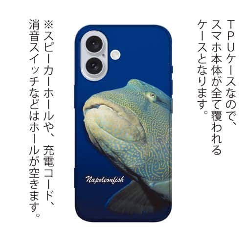 【TPU】水中　ナポレオンフィッシュ