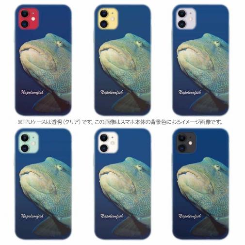 【TPU】水中　ナポレオンフィッシュ