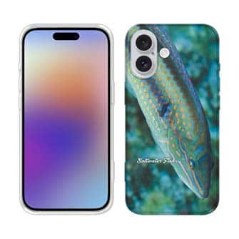 【TPU】熱帯魚　No.8　キュウセンベラ