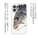 【TPU】チヌ（クロダイ）　ポリコン・デザイン
